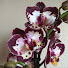 lEMgNUT9TuQ-channel-avatar-Flower Lover