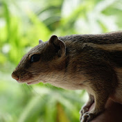 Squiey The Indian Palm Squirrel