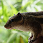 Squiey The Indian Palm Squirrel logo