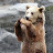 @Bear77