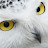 @The_White_Owl