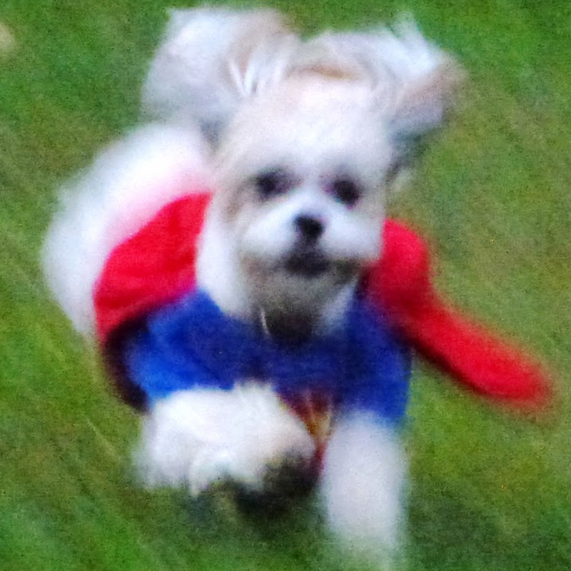 BoBo, Prince of Edinburg, THDD, CGC, NW1 Wang