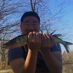 Bronzeback bassing