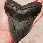 blackriverfossils logo