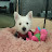 @sophiethewestie7051