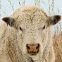 Cardinal Charolais logo