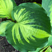 Minnesota Hosta Society