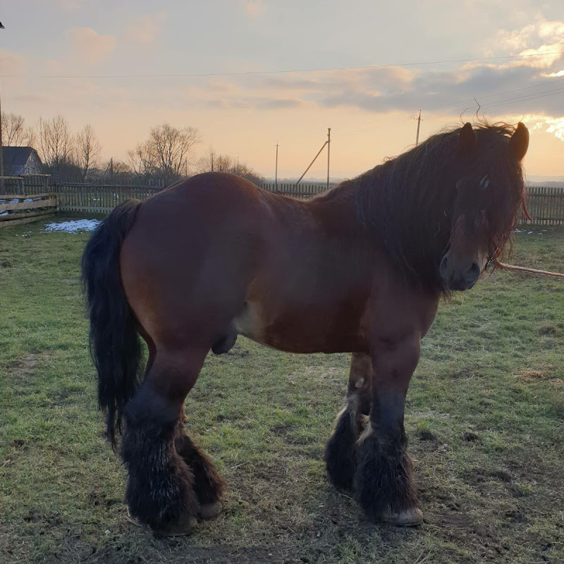 Коні Ваговози Logo