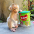 F8dmGPp6DBE-channel-avatar-Moly Monkey