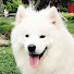 7ExpvwCM2r4-channel-avatar-Xiaoxiao The Samoyed