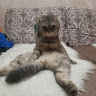 Автор