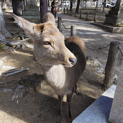 山田大
