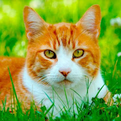 TU GATITA PRODUCCIONES