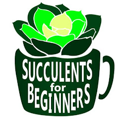 Succulents for Beginners Avatar
