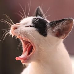 MIAO