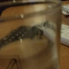 おきしゅうじ