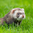 The Trained Ferret