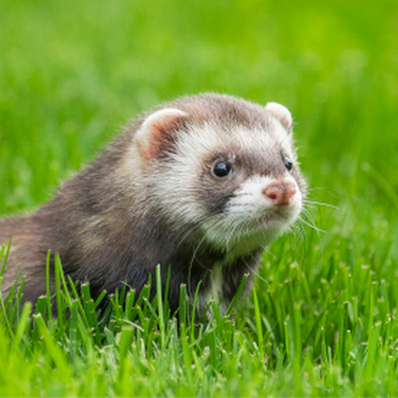 The Trained Ferret icon