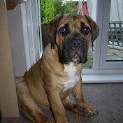 Massive Mastiffs Trueman