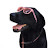 Black lab-Brandy&Bernese mountain dog-Adel