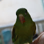 paternina9913