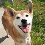 マメ柴 キキのグルメTV