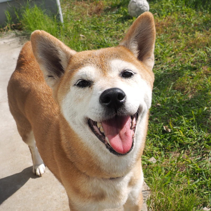 マメ柴 キキのグルメTV