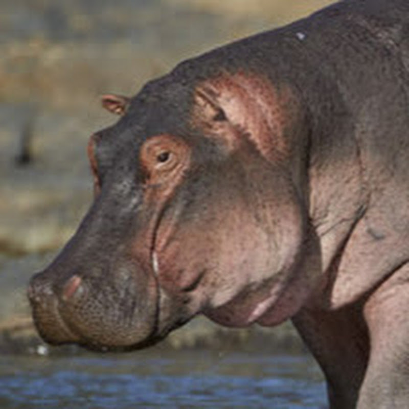 Hippo Hippo