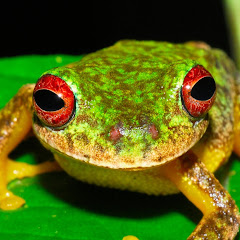 Meaty Frog