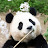 @콕스킹