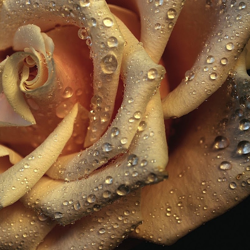 goldenrosev9