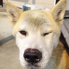 ごけさんのお部屋