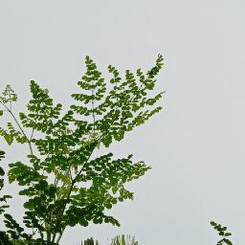 Jade Risen