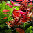 @aquahobbiest43 Avatar
