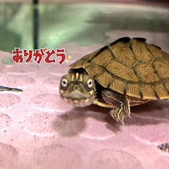 生放送系実況R放送局