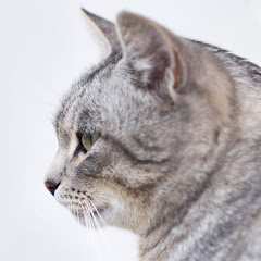 LazyCats UK