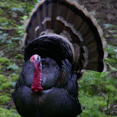 ElPavo Jeke