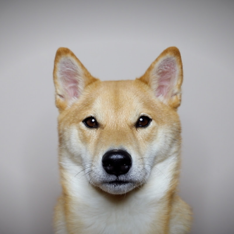Haru the Shiba Inu icon