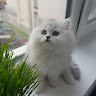 Автор