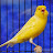 canary bird