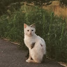 Автор