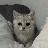 @냥선생-w4b