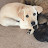 @funnyfurfamily1513