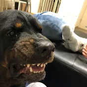 ロンシンロンシン