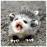 RrJOWNZ4Hpw-channel-avatar-Joshua Raines (Opossum's Paracord)