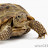 @TurtleLover300