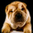 @harknessmushgrove1033