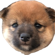 Shiba Inu TV Japan