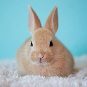 Aoiちゃんねる