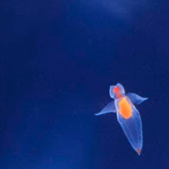 Clione clubアイコン画像